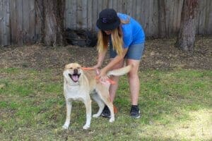 Dog adoptions, Thornton getting rump rub