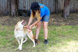 Dog adoptions, Thornton getting rump rub