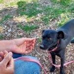 Bugsy about to take a treat