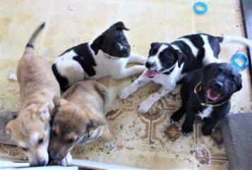 5-Akita_Mix_pups_2