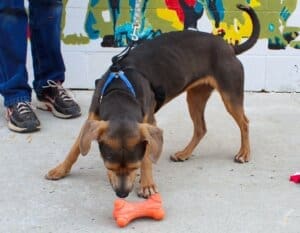 Athena and rubber chew toy