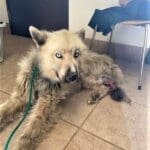 Atlas, pre-op with gangrenous leg stump