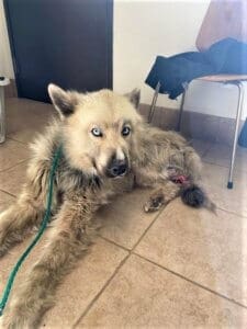 Atlas, pre-op with gangrenous leg stump