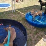 Red Dog Pet Supply Puppy Pool and Adoption Event, Tracker L and Carter R in pools