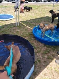 Red Dog Pet Supply Puppy Pool and Adoption Event, Tracker L and Carter R in pools