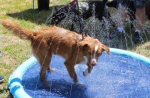 Puppy pool party, dog in sprinkler pool