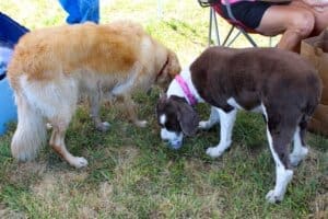 Dogs eating handmade doggy ice cream