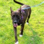 Dottie on leash at Lumberjoack Fiesta Days