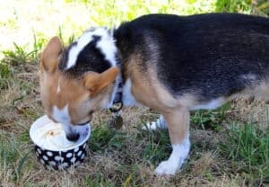 Chihuahua eating doggy ice cream