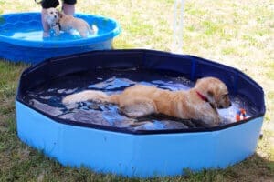 Puppy pool party, Golden retiever lyingin pool