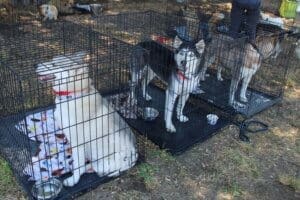 Goliath Mountain Rescue Huskies looking gorgeous and relaxed in their crates at Red Dog Pet Supply Puppy Pool and Adoption Event