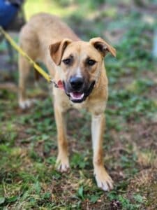 Red Dog Pet Supply Puppy Pool and Adoption Event, Guava was also there