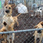 Older puppies in secure outdoor kennel