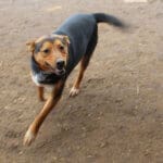 Lost dog, one of many Rescue Ranch dogs transferred as strays, who might have been abandoned, dumped or gotten lost and left unclaimed. He has since been adopted.