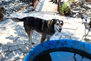 Best lives, Kitu next to puppy pool