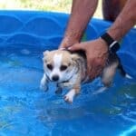 Puppy pool party, little Chihuahua mix who paddles when held in the pool