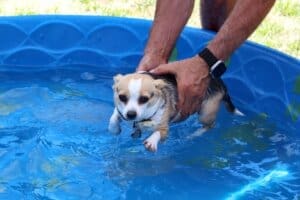 Puppy pool party, little Chihuahua mix who paddles when held in the pool