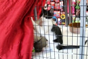 Melly Cat, Black and white kitten playing with red shade cloth at Red Dog Pet Supply Store