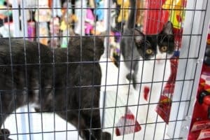 Melly Cat Black and white kitten and back of black cat at Red Dog Pet Supply Store