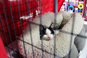 Melly Cat, Larger BW cat in cat all cozy in cat bed