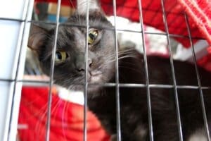 Balck Melly Cat at Red Dog Pet Supply Store