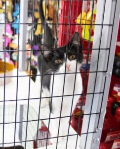 Melly Cat, Black and white kitten at Red Dog Pet Supply Store