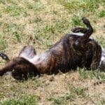 Puppy pool party, Missy rolling in the grass to dry off