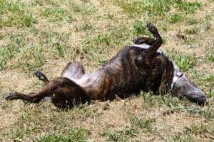 Puppy pool party, Missy rolling in the grass to dry off