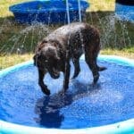 Puppy pool party, Missy in the pool