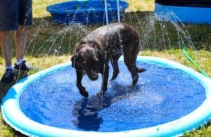 Puppy pool party, Missy in the pool