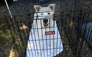 Puppy pool party_RR adult husky mix Mooki