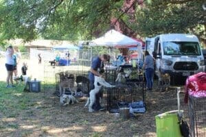 Red Dog Pet Supply Puppy Pool and Adoption Event, Karen Topping minding puppy pen