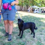 Adoption event, Potter on leash