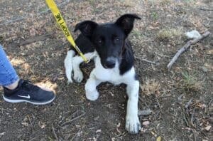 Adoption event, RR pup, Clementine