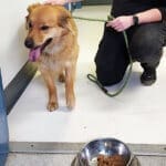 Lost dog, one of many rescued by animal control after living on its own for months. May have been abandoned, dumped, or lost and unclaimed. Has since been adopted