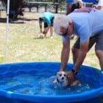 Red Dog owner Tim Shreeve playing with little Chihuahua mix who paddles when held in the pool