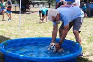 Red Dog owner Tim Shreeve playing with little Chihuahua mix who paddles when held in the pool