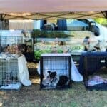 Sanctuary One dogs in crates at Red Dog Pet Supply Puppy Pool and Adoption Event