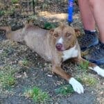 Adoption event, Tracker cooling his tummy on the grss