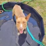 Red Dog Pet Supply Puppy Pool and Adoption Event, Tracker in puppy pool