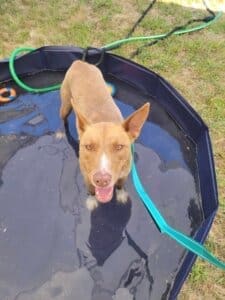 Red Dog Pet Supply Puppy Pool and Adoption Event, Tracker in puppy pool