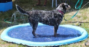 Puppy pool party, dog in sprinkler pool