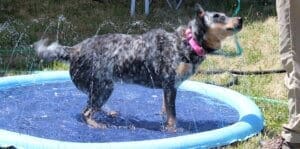 Puppy pool party, dog in sprinkler pool