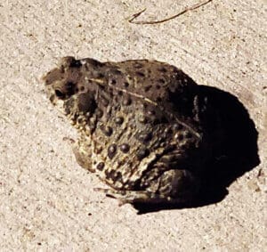 dog tummy aches western toad