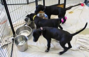 Abandoned puppies on the following Friday Aug 25