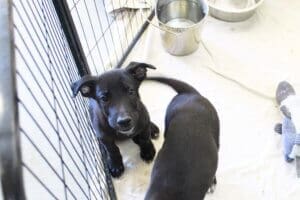 Abandoned puppies on the following Friday Aug 25