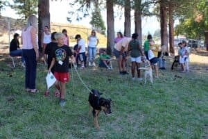 Dog socialization training camp_dogs and kids mingling with audience