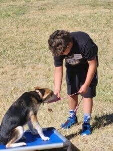 Dog socialization training camp_ Christopher working with Perdita