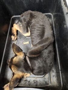 Dying dog, Noble, skin and bones as he was found overhead shot.