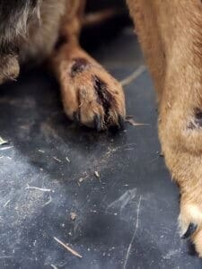 Dying dog, Noble infected back feet from foxtails